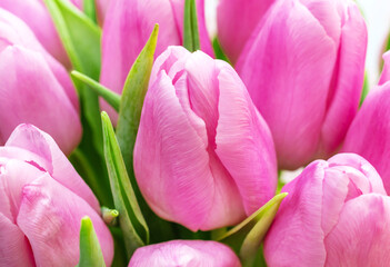 Wall Mural - Bouquet of pink tulips. Close up. Natural background.