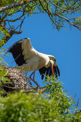 Mama Stork protects her egg in her nest during nesting season