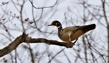 The Wood Duck Or Carolina Duck (Aix Sponsa) On A Tree