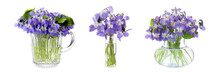 Set With Beautiful Wood Violets On White Background, Banner Design. Spring Flowers