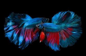 Wall Mural - Blue and red betta fish or Siamese fighting.