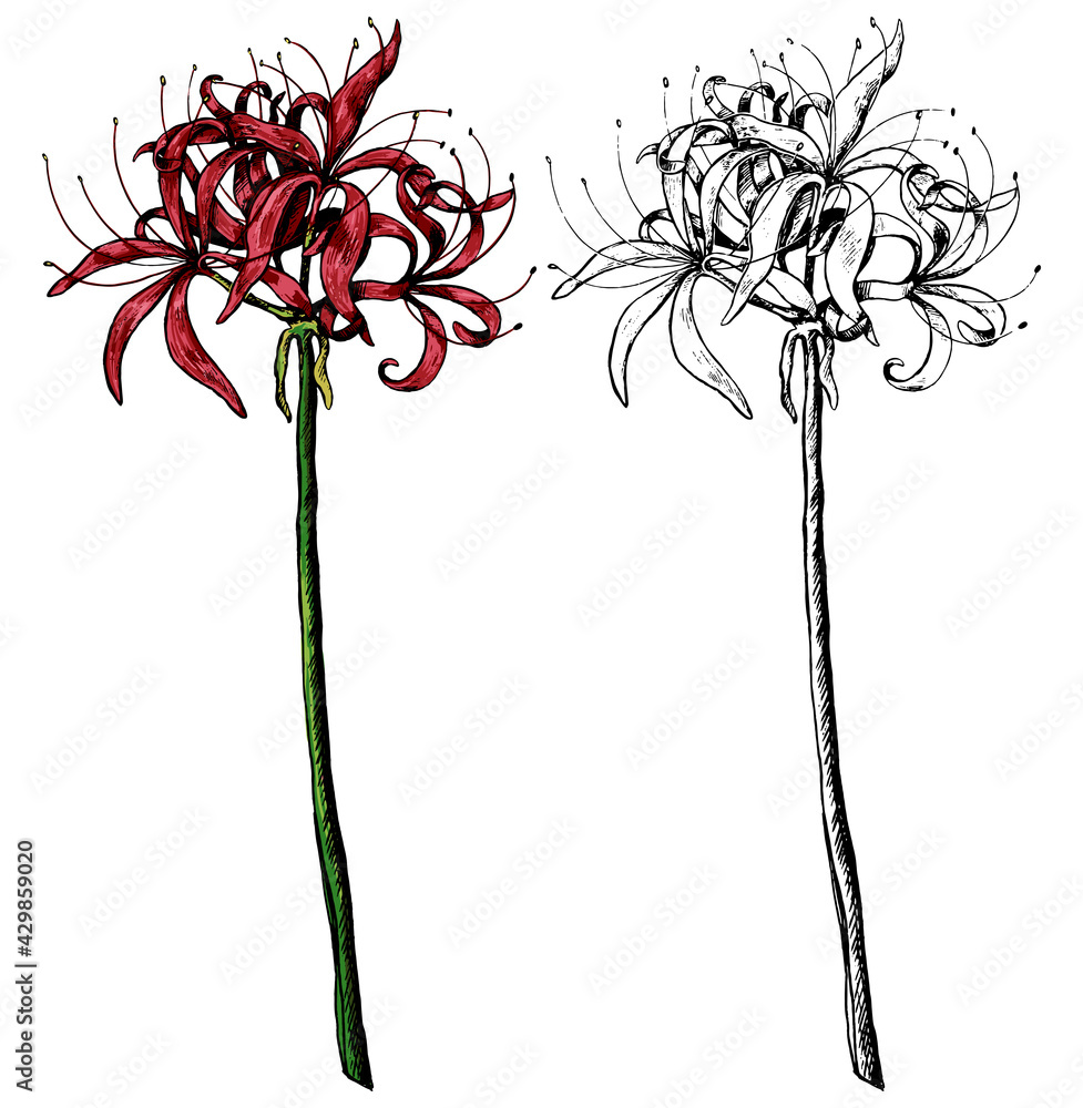 Hand drawn vector illustration. Exotic plant Spider lily. Lycoris tropical  flower. Colored and outline clipart isolated on white. Vintage botanical  element for design, postcard, print, decor, sticker. Stock Vector | Adobe  Stock