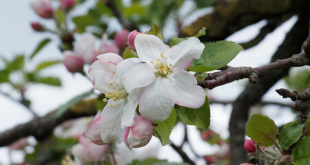 Poster - Détail d'une fleur blanche de pommier sauvage (Malus sylvestris)