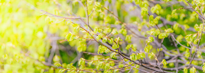 Wall Mural - Beautiful panoramic spring scenery with green leaves and bokeh background