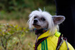 portret psa Grzywacz chiński ubrany w kurtkę 