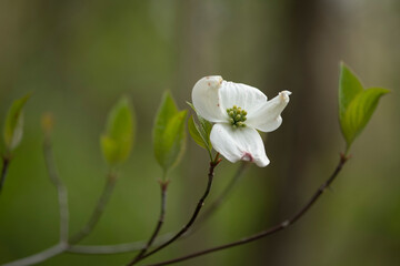 Wall Mural - Dogwood flowers