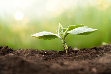 Wall Mural - A delicate pumpkin sprout stretches towards the sun. Crops of agricultural crops.