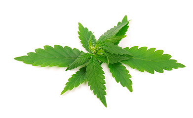 Wall Mural - Cannabis plant isolated on white background. Hemp leaf close up. Marijuana green leaf.