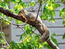 Backyard Squirrel Perched In A Tree On A Branch, Looking Down With Its Tail Hanging Down And Green Leaves In The Background, Rodent Wildlife Animal In Nature.