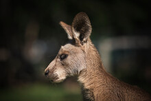 Kangaroo In The Park In Australia. High Quality Photo