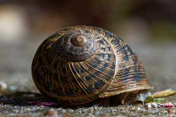 snail