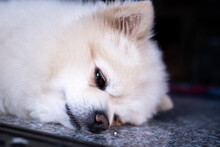 Fat Puppies With White Fur,white Pomeranian Puppy Dog Grooming Short Hair Style, Cute Pet Sleep In Home.