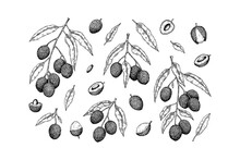 Set Of Hand Drawn Lychee Fruits, Branches And Leaves Isolated On White Background. Vector Illustration In Detail Sketch Style