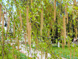 birch brunki bloom together with the leaves in the spring