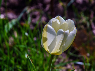 Wall Mural - tulipan