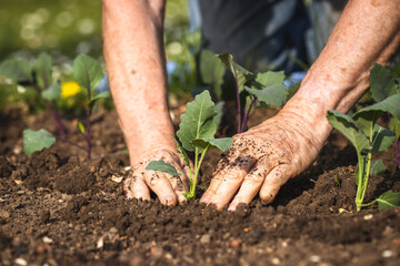 Planting kohlrabi seedling in organic garden. Gardening at spring. Farmer hands working in vegetable bed