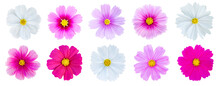 Collection Of Beautiful Sweet Cosmos Flower Set Isolated On White Background