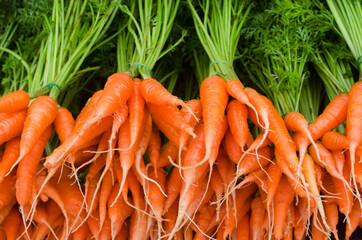 Fresh baby carrot bundle after harvested from the farm ready for cooking or sell at the market