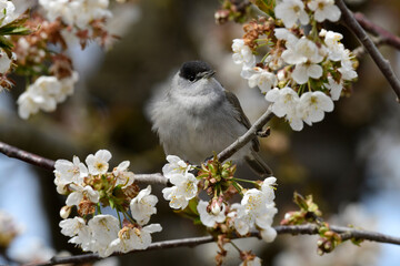 Wall Mural - Blackcap (Sylvia atricapilla) sitting in a flowering bird cherry (Prunus avium) // Mönchsgrasmücke (Sylvia atricapilla) sitzt in einer blühenden Vogelkirsche (Prunus avium)