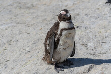 African Penguin During Moult Stay At Boulders Beach South Africa