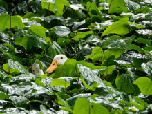 White Duck Sits In Thicket Of Greenery. Farm Bird Hid In Leaves To Hatch Its Eggs. Green Leaves Are Wet From Rain.