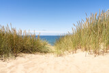 Fototapeta Morze - Dune grass on the beach