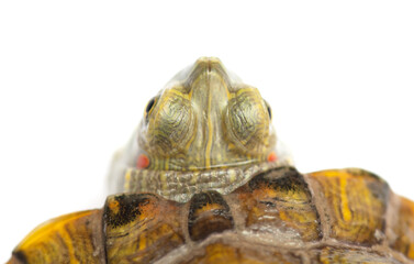 Sticker - Portrait of a turtle on a white background.