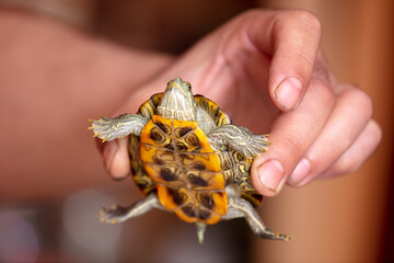 Sticker - Portrait of a turtle in hand.