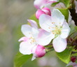 Wunderschöne Apfelbaumblüten in Weiß und Rosa im Frühling in Lana bei Meran - Südtirol