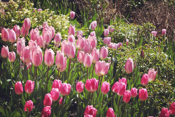 Pink single triumph tulips 'pink diamond' in flower