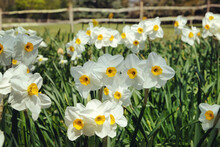 White And Yellow Miniature Cluster Daffodils In Flower