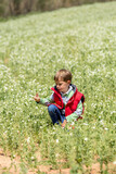 Fototapeta Dmuchawce - Niño con chaleco rojo y vaqueros jugando con flores blancas en el campo