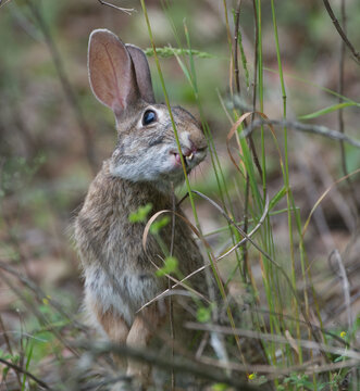 Wild Florida cottontail rabbit (Sylvilagus floridanus) with cleft palate and very bad teeth, eating grasses, shiny eyeball, teeth poking through cleft lip, ears upright, healthy bunny