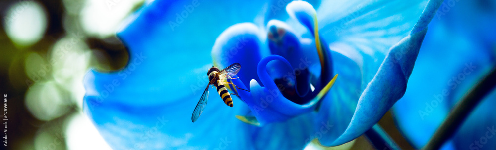 Korzystanie z darów natury, pszczoła, kwiat, niebieski storczyk - obrazy, fototapety, plakaty 