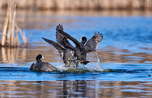 Group Of Coots Fighting In Water In Southern Finland Over Territory Or Mating Companion On Sunny Evening In April 2021.