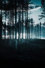 Wall Mural - Pine tree silhouettes with background glow. Harz Mountains in Germany