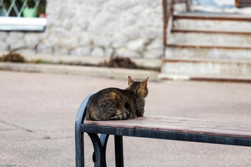 Poster - cat sits on a bench near the house, with his back to the camera