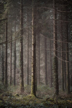 Misty Woodland And Forest Cornwall England Uk 