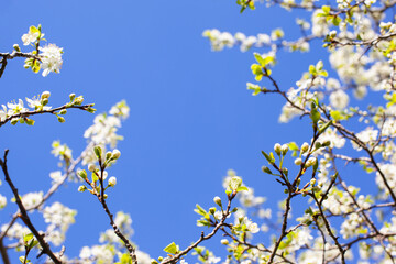 a blooming tree in spring spread its branches against the blue sky.