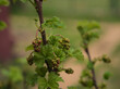 green leaves and buds on a currant bush 