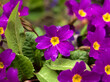 purple pansies in the rockery, a shot of a single flower