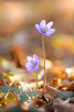 Fototapeta Kwiaty - Przylaszczka Hepatica, fioletowe kwiaty