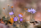 Fototapeta Kwiaty - Kwiaty Przylaszczki (Hepatica Nobilliss Mill ) fioletowe 