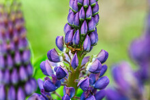 Blooming Macro Lupine Flower. Lupinus, Lupin Field With Purple And Blue Flower.Spider In Lupine Flowers. Bunch Of Lupines Summer Flower Background. Violet Spring And Summer Flower.