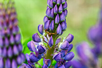 Blooming macro lupine flower. Lupinus, lupin field with purple and blue flower.Spider in lupine flowers. Bunch of lupines summer flower background. Violet spring and summer flower.