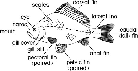 Sticker - Coloring page with fish external anatomy. External structure of Crucian carp isolated on white background