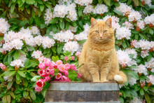 An Adorable Ginger Tabby Cat Is Sitting On A Wooden Barrel Amidst Beautiful Spring Flowers, Pink Tulips And White Rhododendron, In A Garden