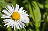 Stokrotka pospolita (Bellis perennis)