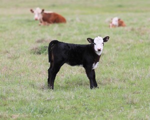 A Black Baldy Calf in a Pasture in South Central Oklahoma