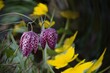 Piękny kwiat wiosenny, szachownica kostkowata (Fritillaria meleagris). W tle widoczne kaczeńce. Delikatny, zakręcony bokeh 